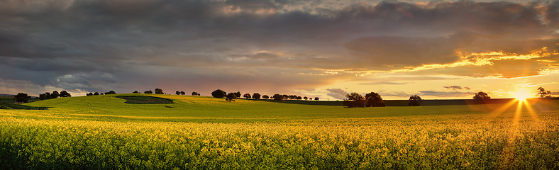 Image showing Canola farmlands as the sun sets 