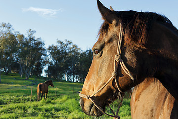 Image showing A horses watchful eye on his buddy