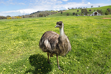 Image showing Australian emu basking in the beautiful Australian sunshine