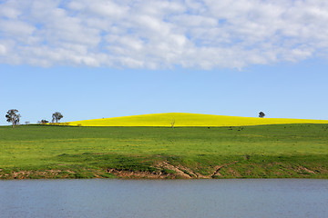 Image showing Canola Hill Cowra