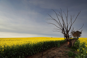 Image showing Golden Canola rural farmland