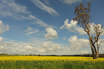 Image showing Fields of golden canola flowering in the springtime