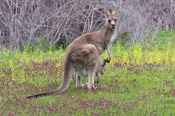 Image showing Eastern Grey Kangaroo with Joey