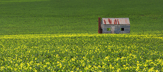 Image showing Tin shack in fields of green and gold