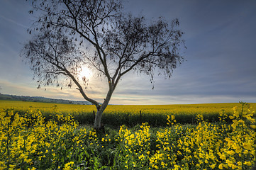 Image showing Early morning sunlight filters across canola fields