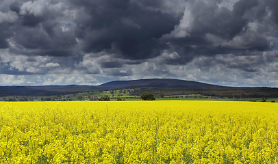 Image showing Dark clouds over Canola fields