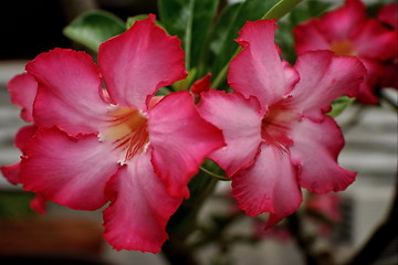 Image showing Red flowers closed .