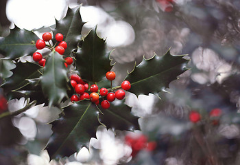 Image showing holly tree and red berries