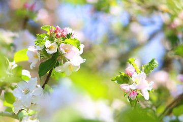 Image showing Blooming apple tree