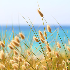 Image showing Bunny Tails Grass Lagurus Ovatus