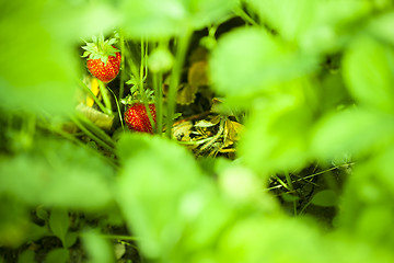 Image showing Strawberry in the fruit garden