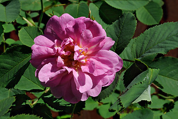 Image showing Flower rosehip.