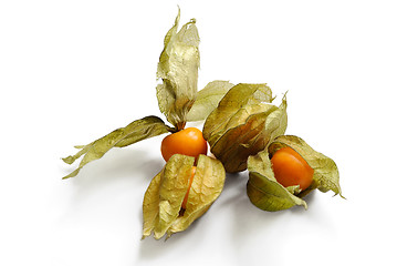 Image showing Fruit of Physalis.