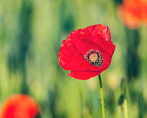Image showing Red poppy in field