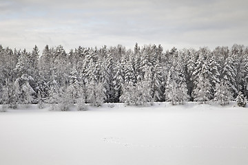 Image showing Winter forest