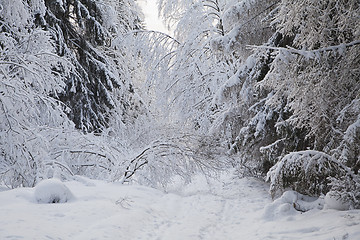 Image showing Winter alley