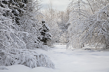 Image showing Winter forest