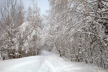 Image showing Winter alley