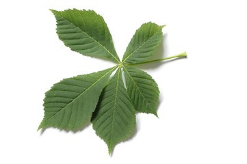 Image showing Leaf