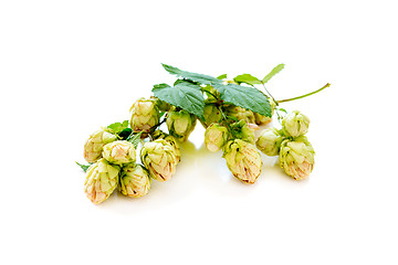 Image showing Branch of hop with cones.