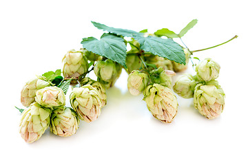 Image showing Branch of hops close up.