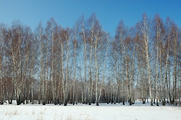 Image showing Winter