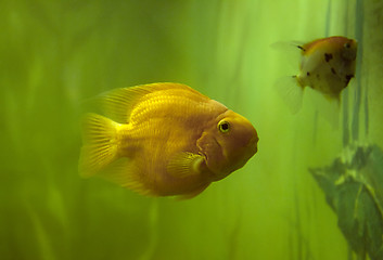 Image showing Exotic fish