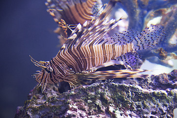 Image showing Exotic fish