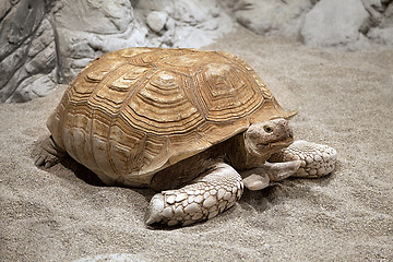 Image showing Land tortoise