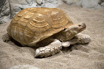 Image showing Land tortoise