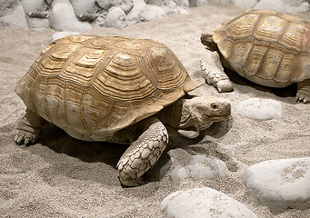 Image showing Land tortoise