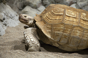 Image showing Land tortoise