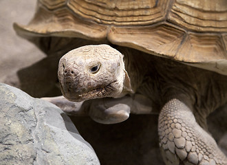 Image showing Land tortoise