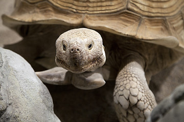 Image showing Land tortoise