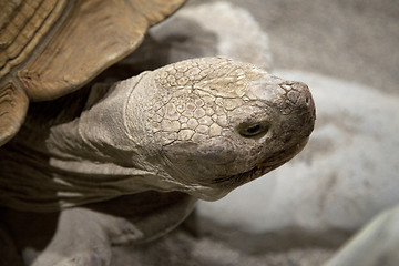 Image showing Land tortoise