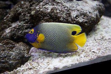 Image showing Exotic fish