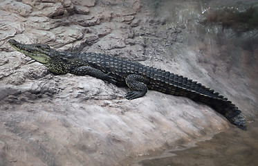 Image showing Crocodile on a rock