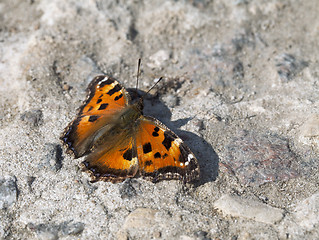 Image showing Vanessa atalanta butterfly 