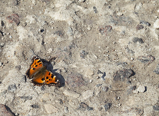 Image showing Vanessa atalanta butterfly 
