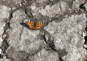 Image showing Vanessa atalanta butterfly 