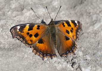 Image showing Vanessa atalanta butterfly 