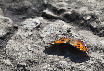 Image showing Vanessa atalanta butterfly 