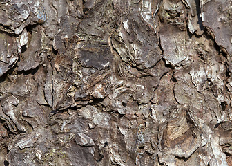 Image showing Pine bark