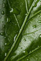 Image showing leaf with droplets