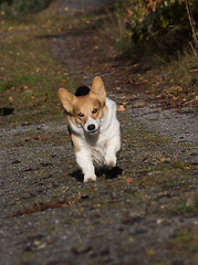 Image showing running