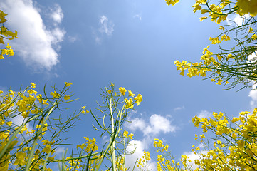 Image showing Yellow rape flowers and sky