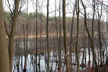 Image showing swamp