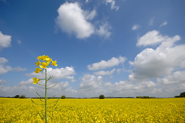 Image showing Rape flower and landscape