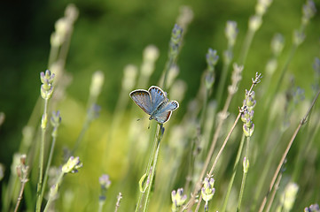 Image showing Butterfly and flowers