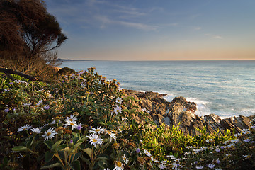 Image showing Bermagui Coastline